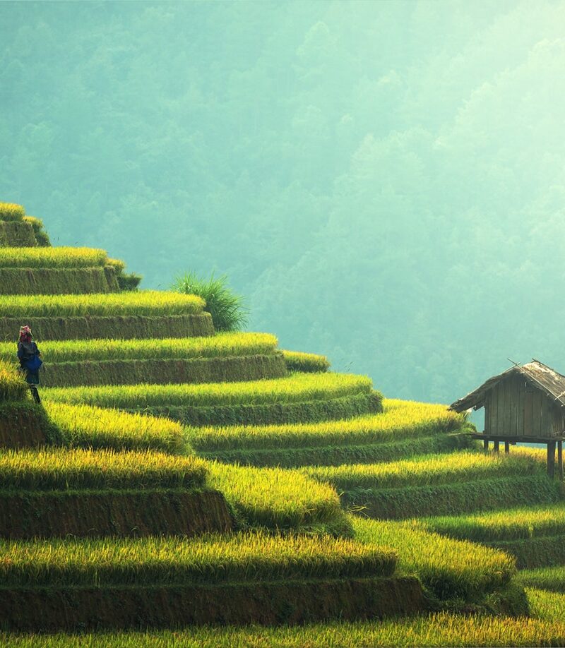 resilienza e psicoterapia